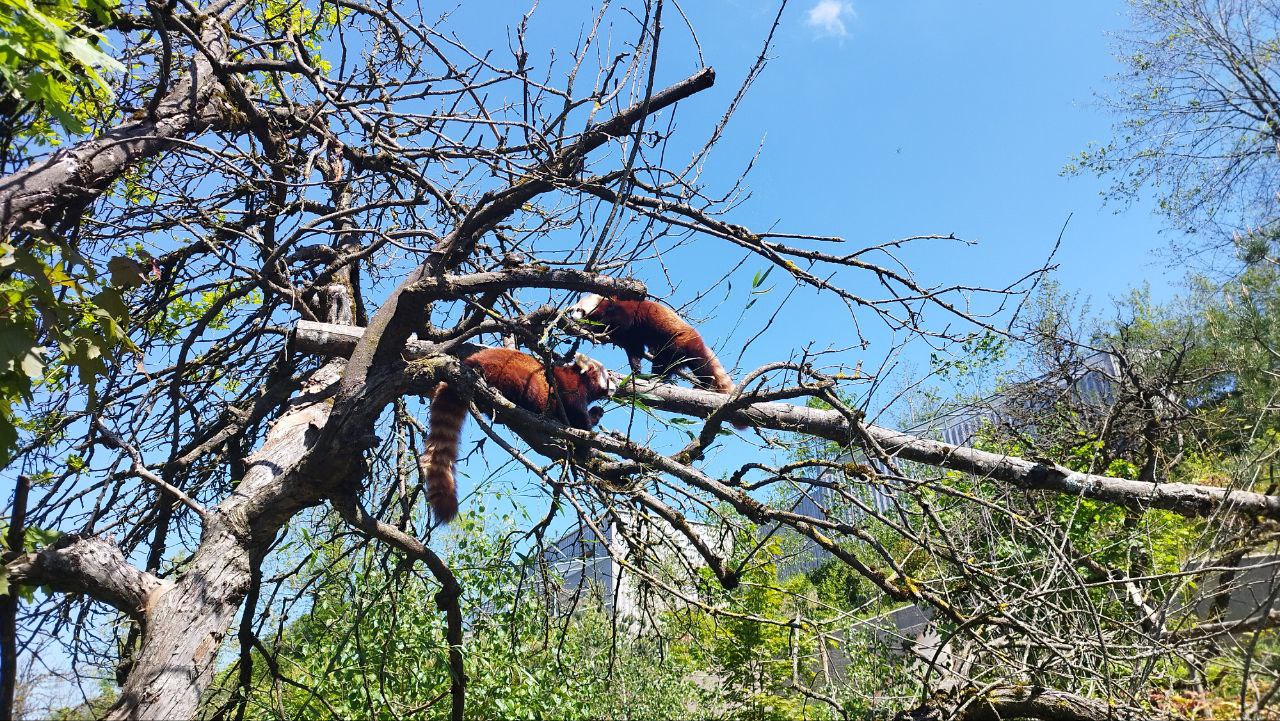 roter-panda